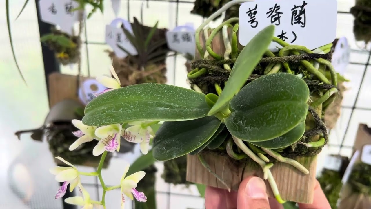 The Only (All) thing you need to know about keeping Sederia