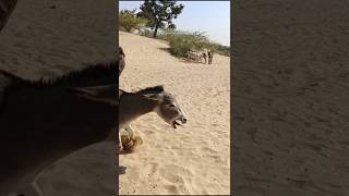 #Donkeys#animals#funneist#shorts