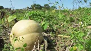 Long Island Cheese pumpkins squash Cape Cod!