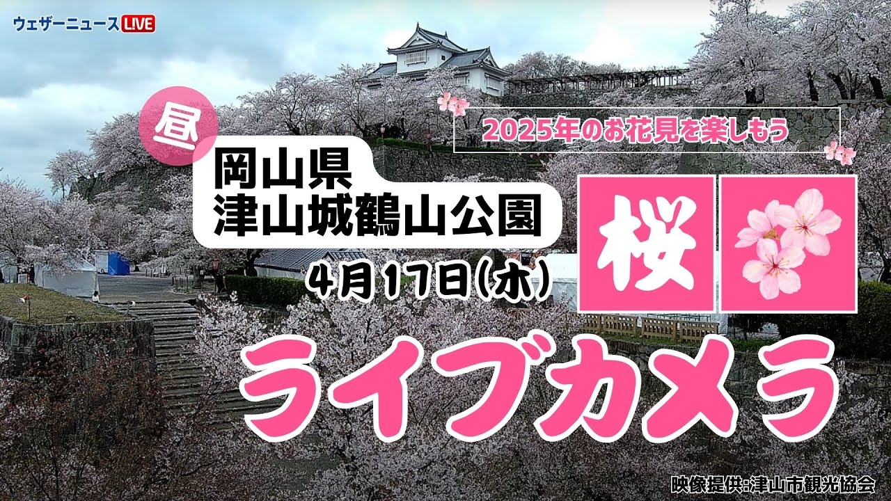 桜ライブカメラ】ソメイヨシノ／「岡山県・津山城鶴山公園」ライブ