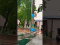 "हरियाली और बारिश का संगम 🌿🌧️ | Rainfall on Green Trees #RainVibes" #ytshorts #trending #shortsindia