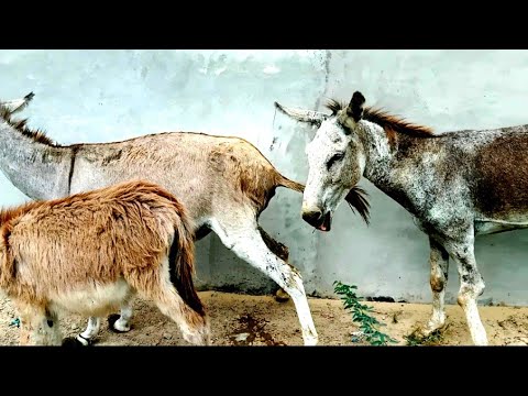 #Donkey mating ting murrah 2023 | Donkey mating | #donkey  mating first time