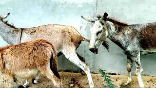 #Donkey mating ting murrah 2023 | Donkey mating | #donkey  mating first time