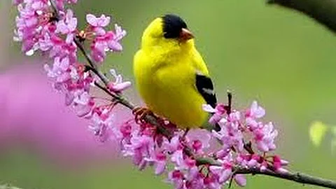 Beautiful Birds in the world (Part 2) || Amazing Birds