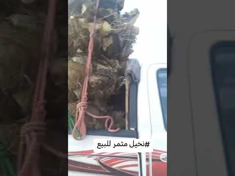 نخيل الرياض المزاحميه الخرج شقراء الدوادمي عفيف القصيم الدمام