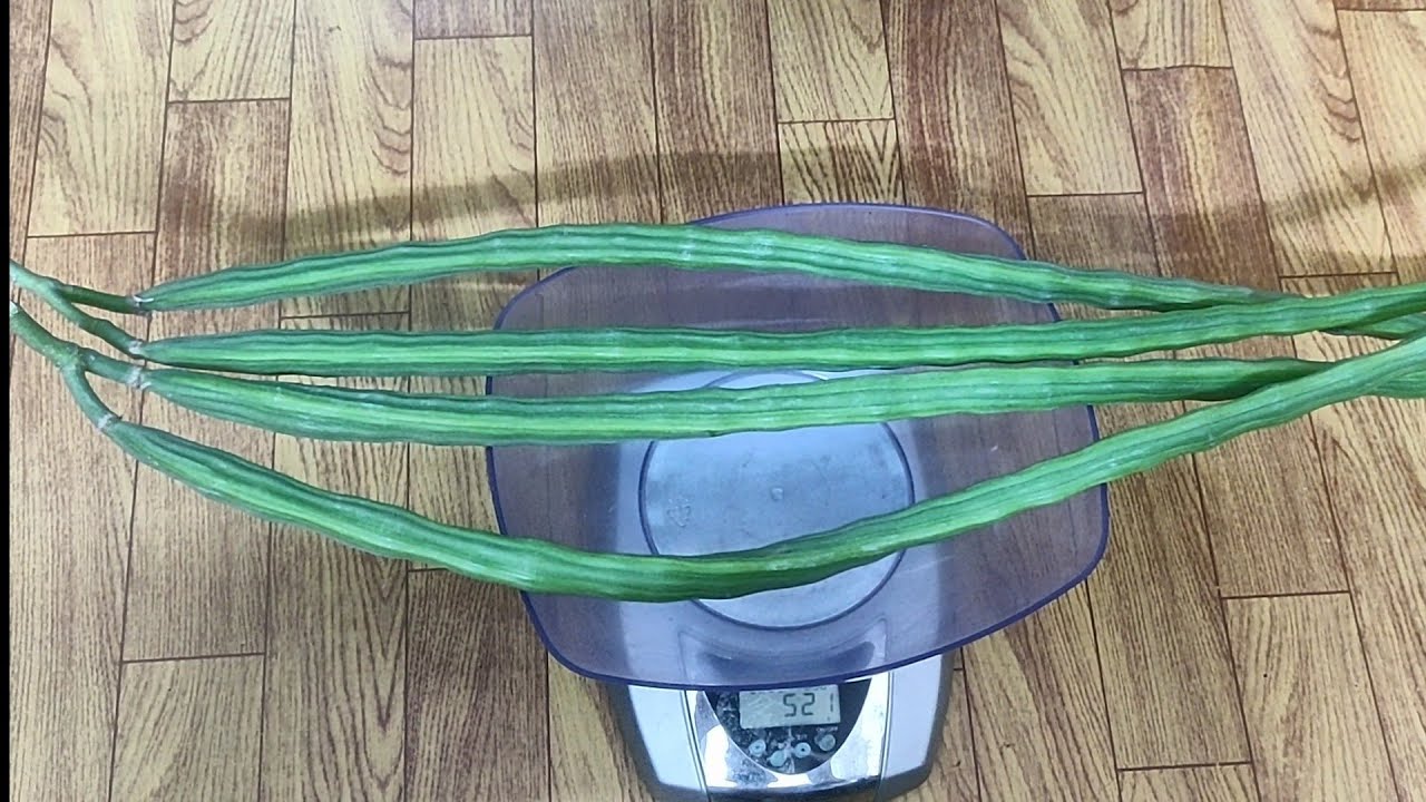 ফ্রেশ সজনে পাতা Moringa Leaf