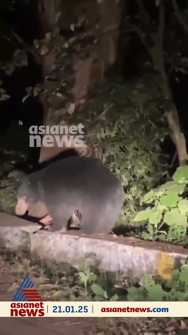 വാല്‍പ്പാറയിലെ ജനവാസമേഖലയില്‍ കരടി ഇറങ്ങി, വാട്ടര്‍ഫാള്‍ എസ്റ്റേറ്റിലാണ് കരടി എത്തിയത്