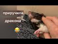Приручили дракона. Жизнь удалась. #cute #крысы #rats 