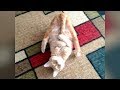 TRY TO STOP LAUGHING at FUNNY CATS // Hilarious CAT VIDEOS compilation