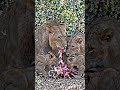 LIFE OF THE LION KING IN AMAZON FOREST