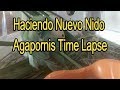 🐦Agapornis Roseicollis Haciendo Nido 🌴 🌴 Time Lapse