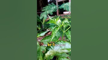 9 Penyakit Yang Bisa Diatasi Dengan Daun Cabe .... 😱⁉️#tips #tipssehat #infosehat #obatalami