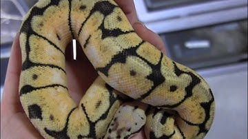 Small Bumblebee Ball Python