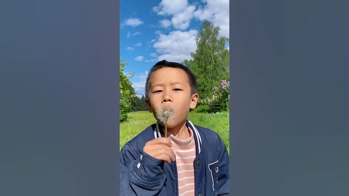 Blowing Dandelion Flowers, Spring Finland 3