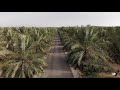 تصوير درون - مزرعه بالقصيم -  drone dji mavic air- qassim farm