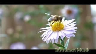 Instrumen Aceh Musik