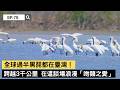 【精選】全球過半黑琵都在臺灣！從瀕危288隻到7000隻 亞洲最成功保育史！牠們跨越3000公里，在這談一場浪漫「吻頸之愛」｜聚焦全世界｜舒夢蘭