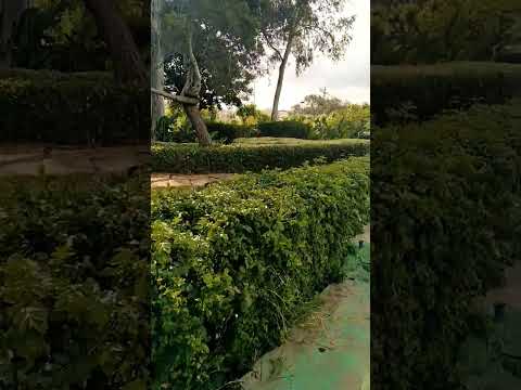 أحلى صباح زقزقة العصافير