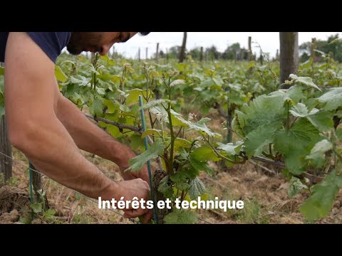 Vidéo: En savoir plus sur l'ébourgeonnage des roses