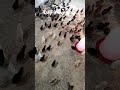 day 9 evening #murgibacche #birds #murgifarming #chicken #sonali #pigeon #chicks #murgi #pets