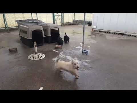 マルイ犬舎の仲良しスコティッシュテリアたちの弾丸走り！ーMarui kennel's friendly Scottish terriers running bullets!