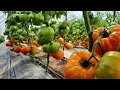 Пять отличных сортов томатов  «Вкусные ГИГАНТЫ»