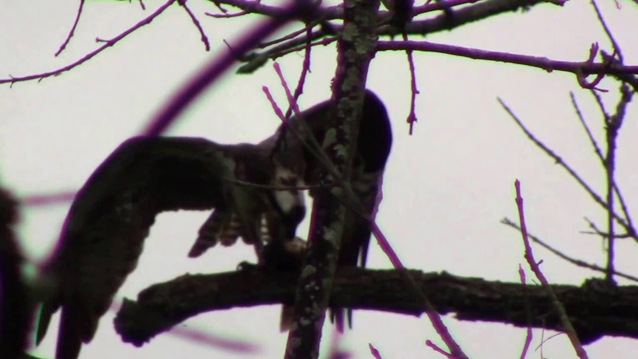 youtube editor apk Osprey with Fish on the Potomac River near Mount Vernon.