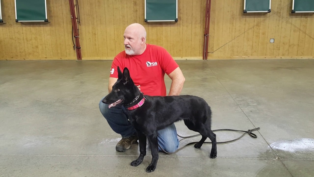 camera iphone 8 plus apk Super Fun Powerhouse Protection Dog 