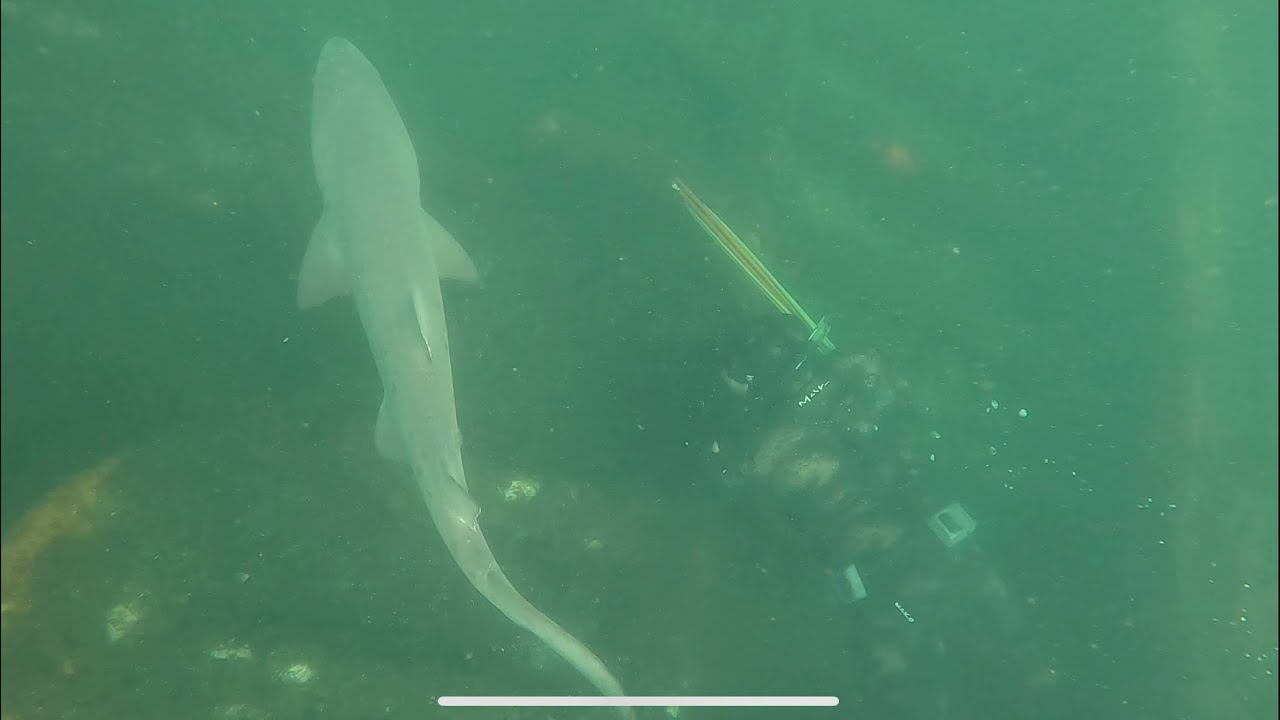 Spearfishing NJ back to the shark nest YouTube