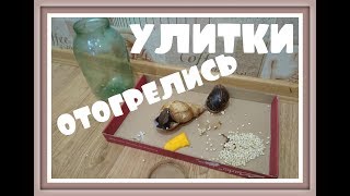 ВЫБРОШЕННЫЕ УЛИТКИ ДОМА Улитка ахатина УЛИТКИ АХАТИНЫ Видео про улиток ВЫБРОШЕННЫЕ УЛИТКИ ДОМА Улитка ахатина УЛИТКИ АХАТИНЫ Видео про улиток