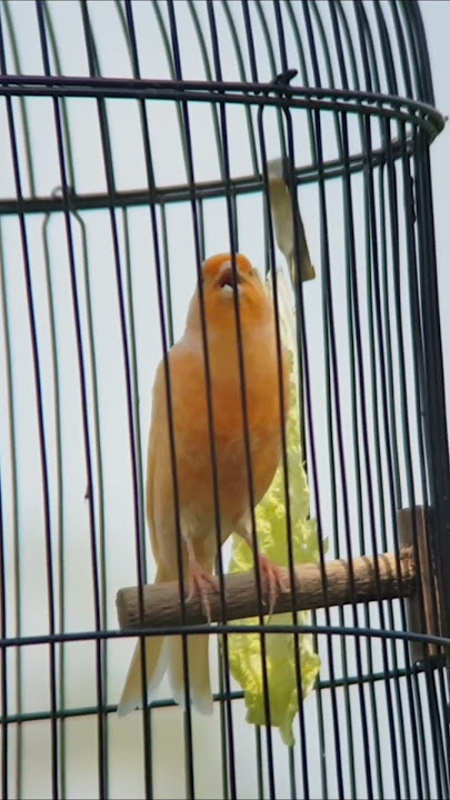 Suara Masteran Kenari Terbaik – Gacor Instan