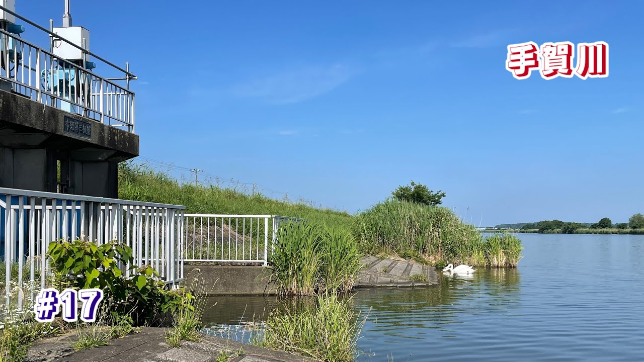 【手賀川】へらぶな狙って 猛暑3日目の野釣り 2025.6.19