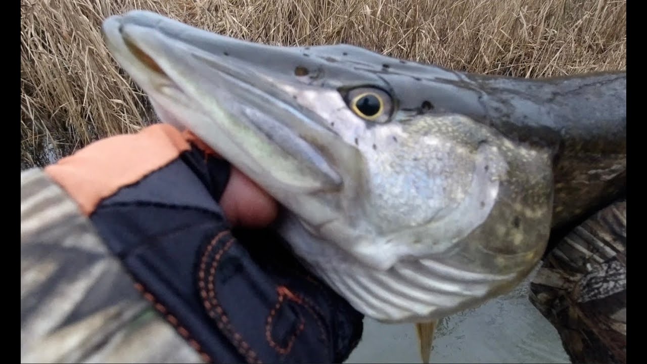 výprava 1 dravce v zime a lov šťuky/štiky zubáč/candát na prívlač. super deň na rybách