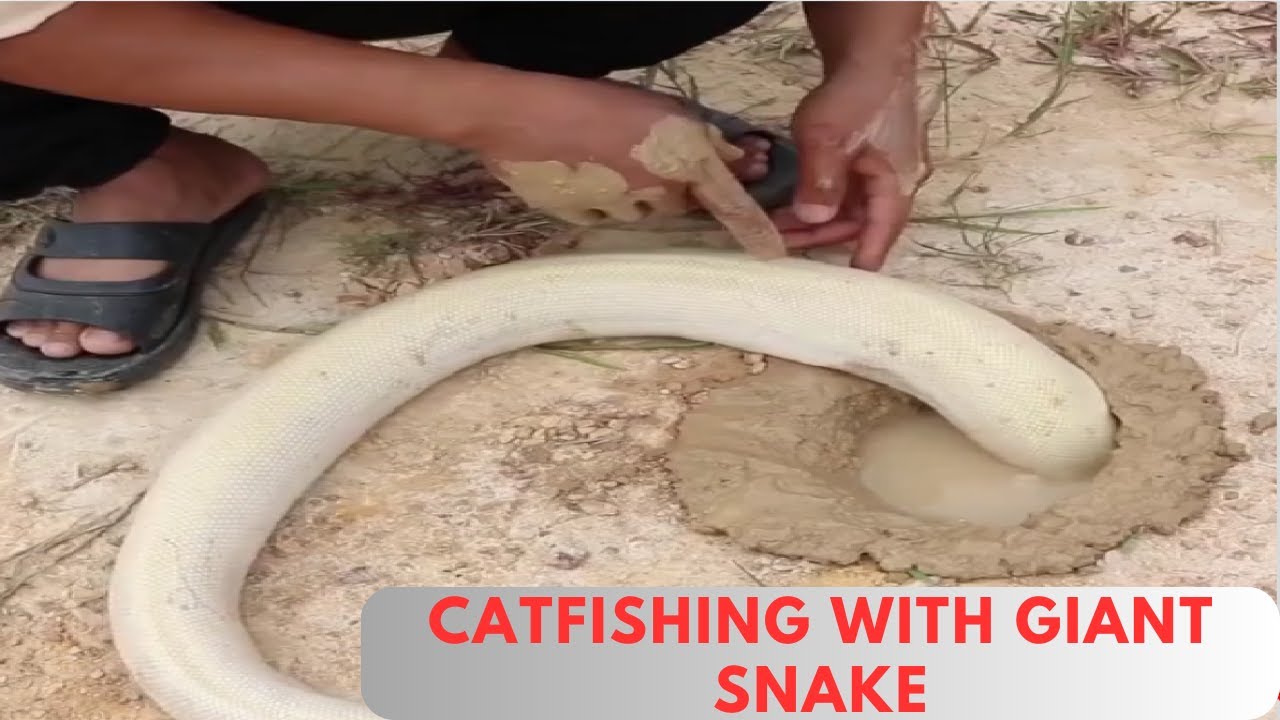 Snake Catfish Giant Catfish from the Pit I Catfishing Adventure with the Help of a ...