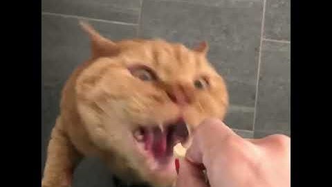 Cat Really Wants A Snack