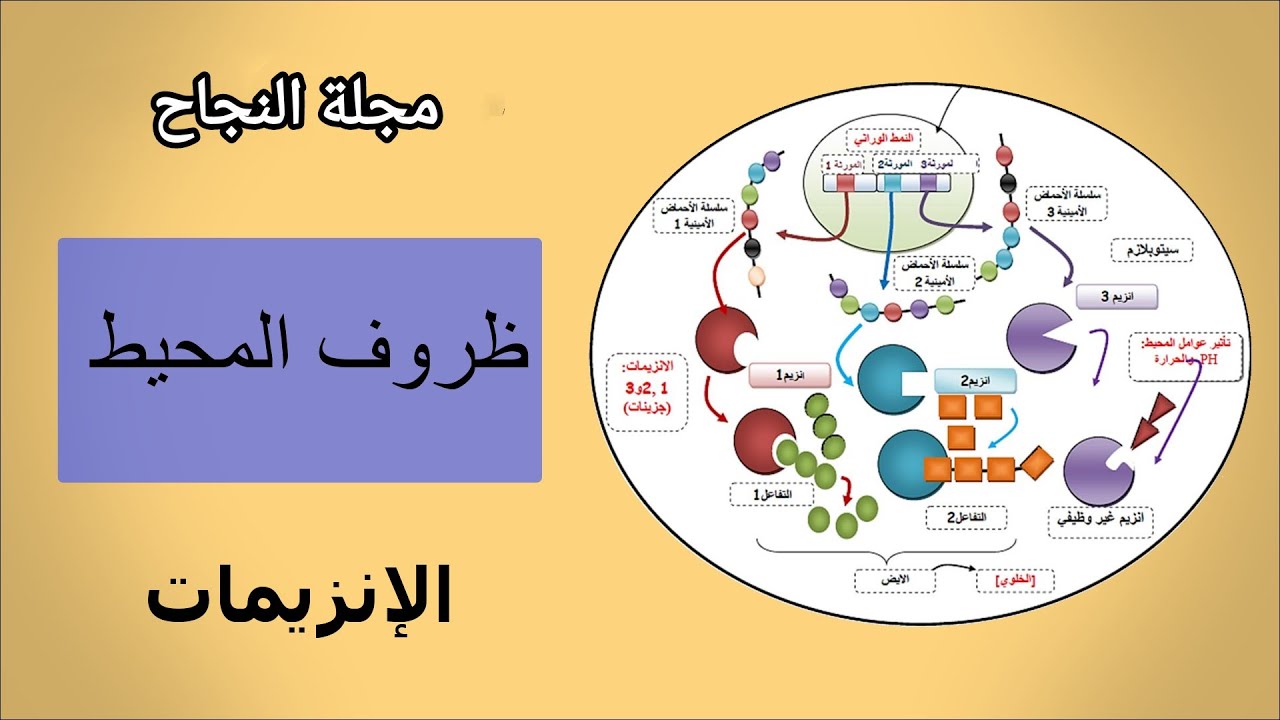 - التمرين 4 في الإنزيمات [ يتحدث عن عوامل المحيطة ] .