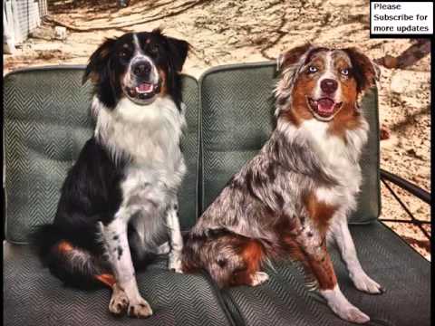 australian shepherd your purebred puppy lovely pics of dog breed australian shepherd dogs australian australian shepherd your purebred puppy lovely pics of dog breed australian shepherd dogs australian