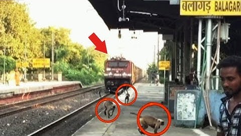 🚇Lucky monkey 🐒 Safe! High-Speed Intercity Express Extreme Crossing Railway Station🚇