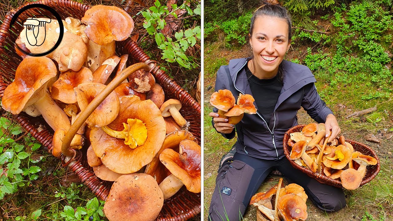 Houbařský masakr! 2 košíky ryzců během chvilky.