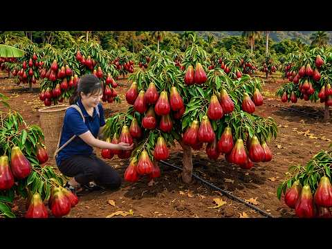 Harvesting Mountain Rose Apple To Sell | Survival Journey In Remote Mountain Village | Off The Grid