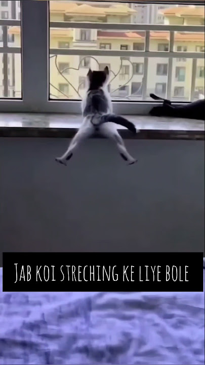 Jab koi stretching ke liye bole #cat #funny #yt #cute #funnycats #cats #cutecat #aww #cats #pets
