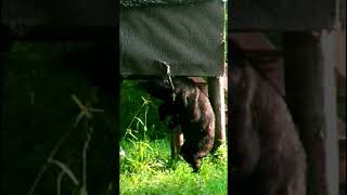 The Irresistible Itch