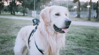 I Mounted a CAMERA On My Dog!