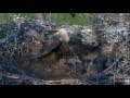 5/25/16 Bald Eagles poisoned by eating a dead rodent. Baby eagle died on camera.