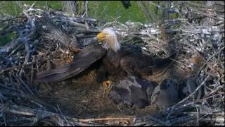 5/25/16 Bald Eagles poisoned by eating a dead rodent. Baby eagle died on camera.