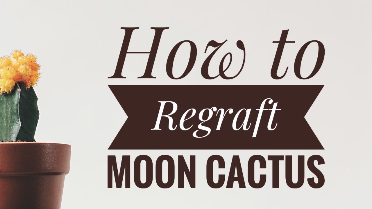 How to graft Moon cactus I घर पर ही बनाये मून कैक्टस I DIY I Succulents