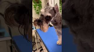 Schnauzer EYEBROWS! How to create those really nice eyebrows on your Schnauzer! #groomer