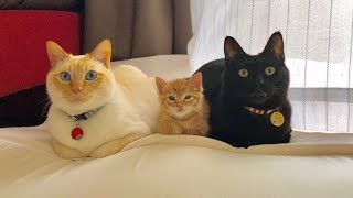 😂 Funniest Cats and Dogs Videos 😺🐶 || 🥰😹 Hilarious Animal Compilation №97