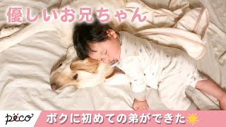 ボクの初めての弟🌟 ずっと側にいるよ💕 お兄ちゃんになった優しいワンコ🐕 【PECO TV】