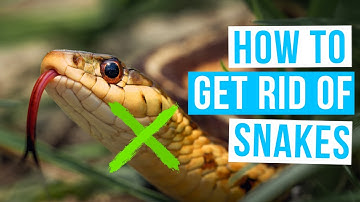 How to GET RID OF SNAKES | Keep snakes away